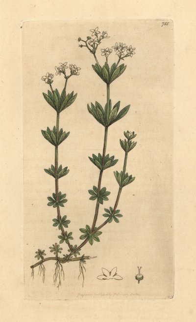 Lievevrouwebedstro, Galium odoratum (Zoete houtruif of houtruif, Asperula odorata) door Unbekannter Künstler