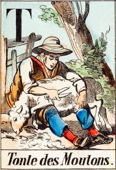 T Scheren van schapen - "Alfabet van de boerderij" eind 19e eeuw (gravure) door Unbekannt