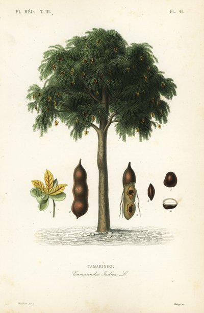Tamarindeboom, Tamarindus indica door Unbekannt