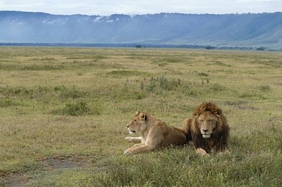 Tanzania, Ngorongoro beschermingsgebied, leeuwen (Pantera leo) door Benjamin Baud