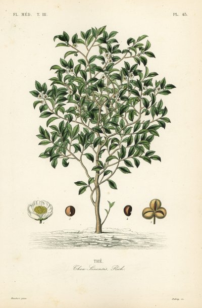Theeboom of theeplant, Camellia sinensis, Thea sinensis, the door Unbekannt