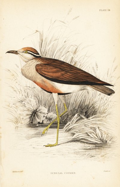 Temminck