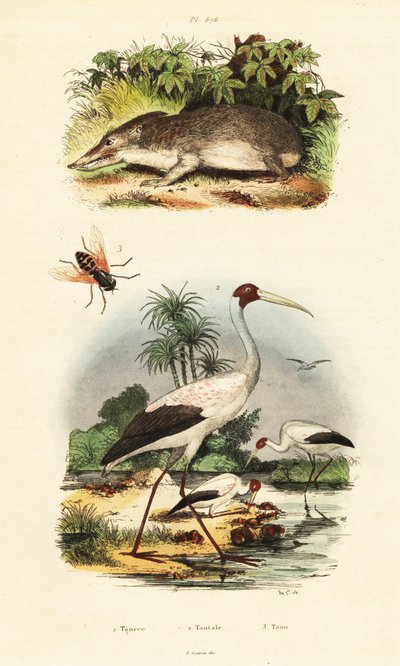 Tenrek, ooievaar en paardenvlieg, 1834-1839 (gravure) door Unbekannter Künstler