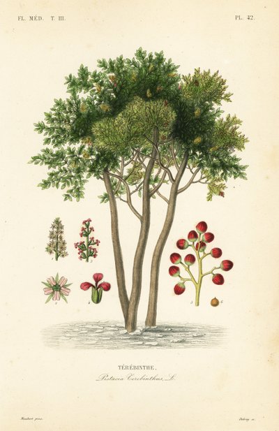 Terebint of terpentijnboom, Pistacia terebinthus door Unbekannt