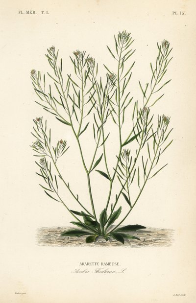 Zandraket, muuroor of arabidopsis, Arabidopsis thaliana, Arabis thaliana, Arabette rameuse door Unbekannt