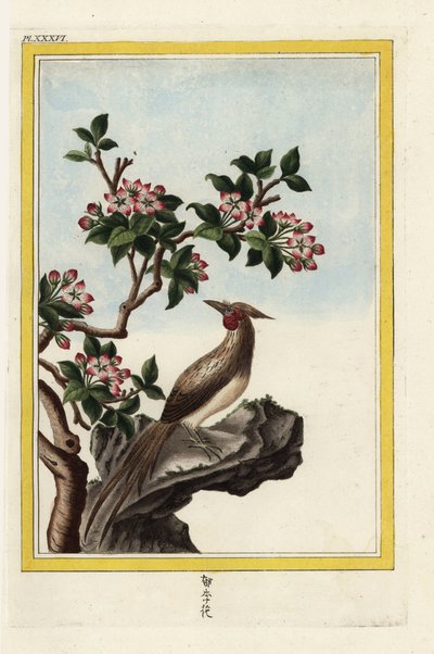 De appelboom van China. Chinese sierappel, Malus prunifolia. Handgekleurde ets uit Pierre Joseph Buchoz 