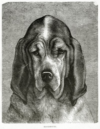 De Bloedhond. 1902 door Unknown