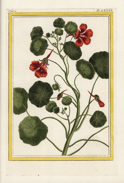 De kapucijn. Oost-Indische kers, Tropaeolum majus. Handgekleurde ets uit Pierre Joseph Buchoz 