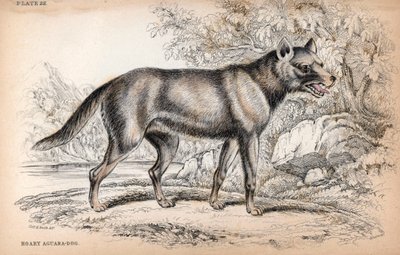 De Chenu Vos of Vos van Brazilië, Lycalopex vetulus - Lithografie door Kolonel Charles Hamilton Smith ter illustratie van Naturalist
