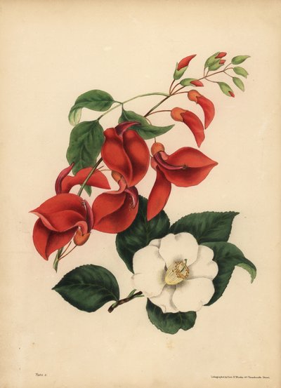 De hanenkam koraalboom, Erythrina crista-galli, Singulariteit; De enkele witbloemige Camellia of Japanse Roos, Camellia japonica, Schoonheid is je enige aantrekkingskracht door Unbekannt