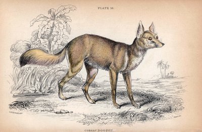 De Corsac Vos, Vulpes Corsac - Lithografie door Kolonel Charles Hamilton Smith ter illustratie van Naturalist