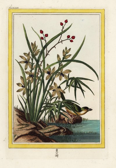 De Elleborin van China. Helleborine orchidee, Cephalanthera longifolia. Handgekleurde ets uit Pierre Joseph Buchoz 
