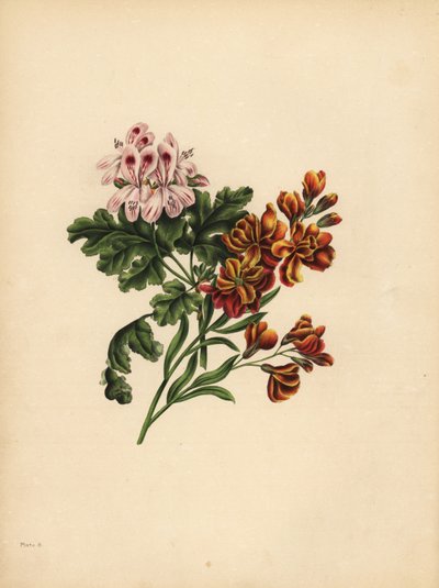 De Helen Geranium, Voorkeur; De tuinmuurbloem, Trouw in tegenspoed door Unbekannt