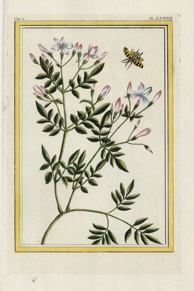 De Spaanse Jasmijn. Spaanse jasmijn, Jasminum grandiflorum. Handgekleurde ets uit Pierre Joseph Buchoz 