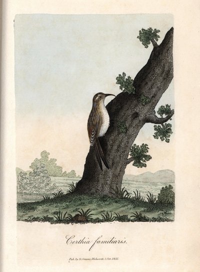De klimmer van de bossen. Gekleurde kopergravure door George Graves, in British Ornithology door Unbekannter Künstler