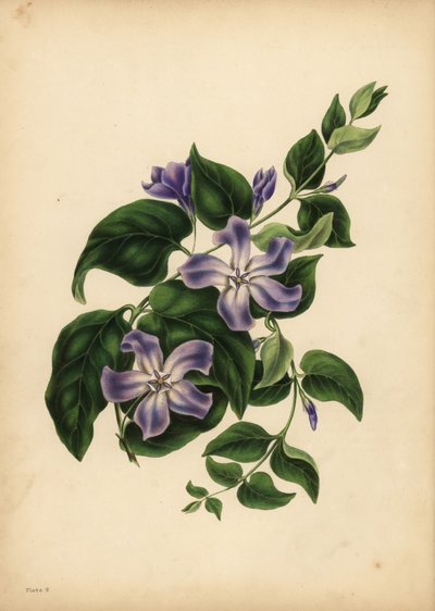 De grote blauwe maagdenpalm, Vinca major, De geneugten van herinnering door Unbekannt