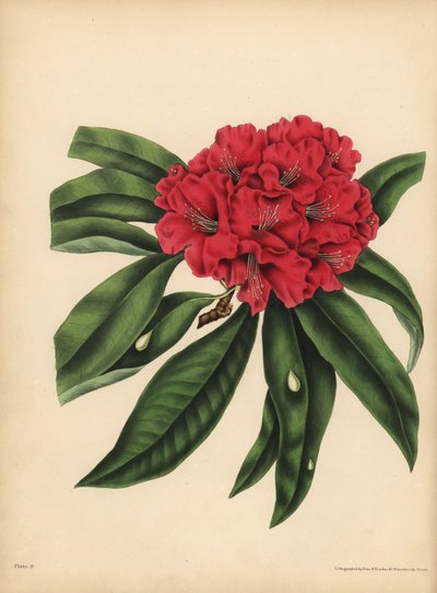 De rood-bloeiende boom Rhododendron, Gevaar door Unbekannt