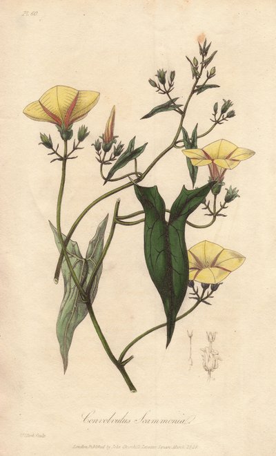 De scammonée (Convolvulus scammonia) - Sterk water door William Clarke ter illustratie van 