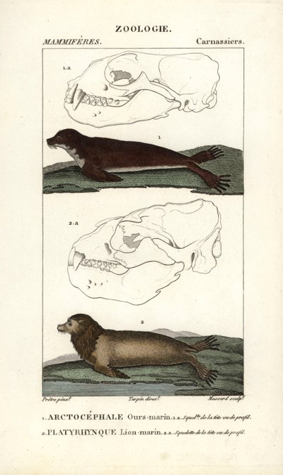 De zee beer of noordelijke pelsrob en de zeeleeuw - Gravure door Jean Gabriel Pretre, gegraveerd door Carnonkel, voor het woordenboek van natuurwetenschappen: zoogdieren door Frederic Cuvier, bewerkt door Pierre Jean Francois Turpin door Unbekannter Künstler