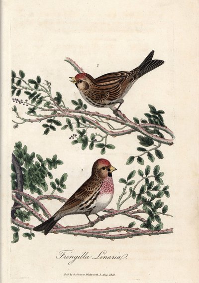 De sizerin of kleine linotte. Gekleurde kopergravure door George Graves, in British Ornithology door Unbekannter Künstler