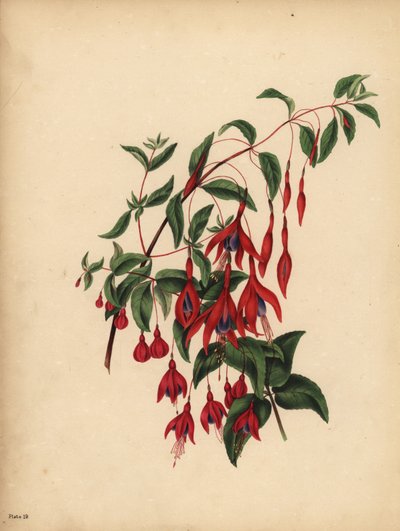 De slanke en bolvormige Fuchsia, Fuchsia magellanica, Smaak door Unbekannt