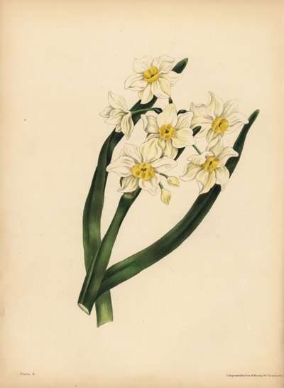 De sneeuwvlokbladige Narcis, Egoïsme en eigenliefde door Unbekannt