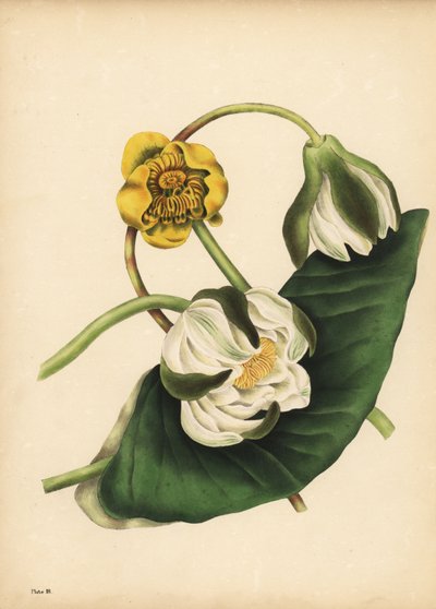De witte waterlelie, Nymphaea odorata, en gele waterlelie, Nuphar lutea, Stilte door Unbekannt