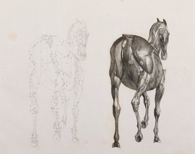 Derde ontlede laag van een paard, achteraanzicht door Unbekannt