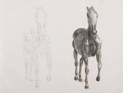 Derde ontlede laag van een paard, vooraanzicht door Unbekannt