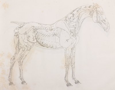Derde ontlede laag van een paard, zijaanzicht door Unbekannt