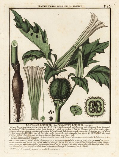 Doornappel, Datura stramonium door Unbekannter Künstler