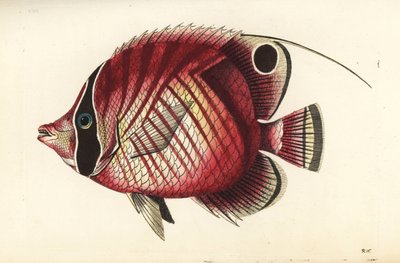 Draadvin vlindervis, Chaetodon auriga. Illustratie getekend en gegraveerd door Richard Polydore Nodder. Handgekleurde kopergravure uit George Shaw en Frederick Nodder