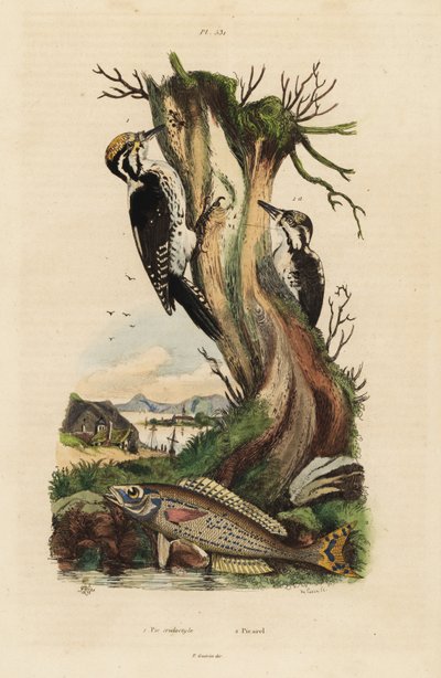 Drieteenspecht, Picoides tridactylus, en picarel, Spicara smaris door Unbekannt