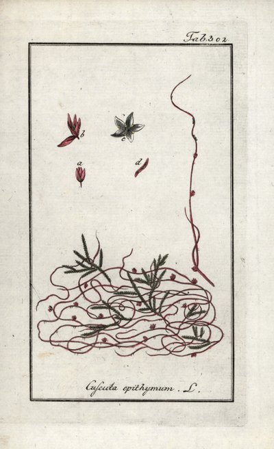 Tijm cuscute of kleine bloem cuscute (Cuscuta epithymum). Lithografie uit “Afbeelding der Artseny-Gewassen” door Johannes Zorn (1739-1799), Nederland door Unbekannter Künstler