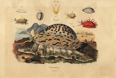 Tijgerkauri, Cypraea tigris, gerimpelde kauri, Nucleolaria nucleus, geldkauri, Monetaria moneta, en Ellatrivia merces, Porcelaines door Unbekannt