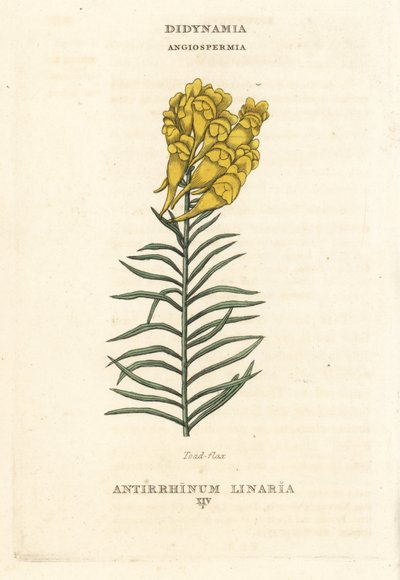 Vlasleeuwenbek, Linaria vulgaris (Antirrhinum linaria). Handgekleurde kopergravure naar een illustratie van Richard Duppa uit zijn The Claves and Orders of the Linnaean System of Botany, Longman, Hurst, Londen door Unbekannter Künstler