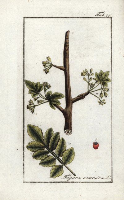 Tomentose of tacamac gom (Elaphrium tomentosum). Lithografie uit 
