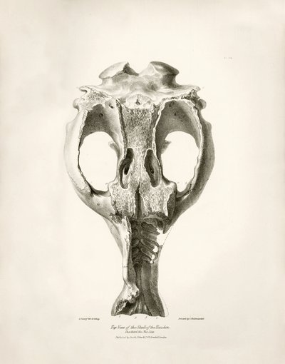Toxodon Crane, een prehistorisch dier gevonden door Charles Darwin nabij Montevideo, Uruguay tijdens zijn ontdekkingsreis aan boord van de Beagle. The Zoology of the voyage of H.M.S. Beagle onder het bevel van kapitein Fitzroy tijdens de jaren 1832 tot 183 door Unbekannter Künstler