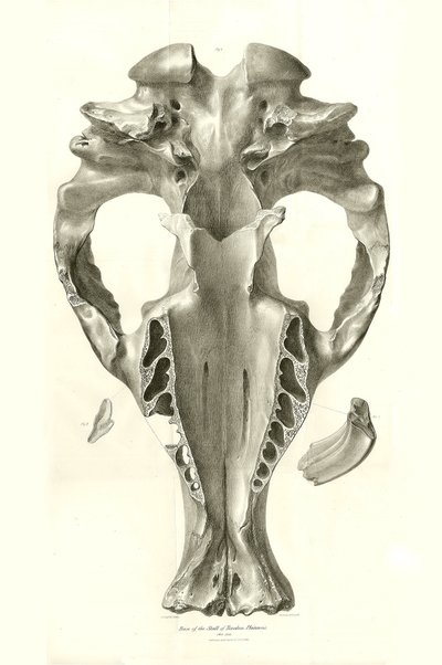 Toxodon Crane, een prehistorisch dier gevonden door Charles Darwin nabij Montevideo, Uruguay tijdens zijn ontdekkingsreis aan boord van de Beagle. The Zoology of the voyage of H.M.S. Beagle onder het bevel van kapitein Fitzroy tijdens de jaren 1832 tot 183 door Unbekannter Künstler