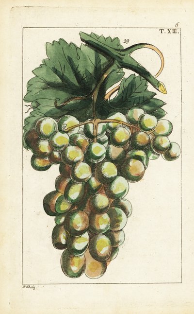 Traminar druivensoort, Vitis vinifera door Unbekannter Künstler