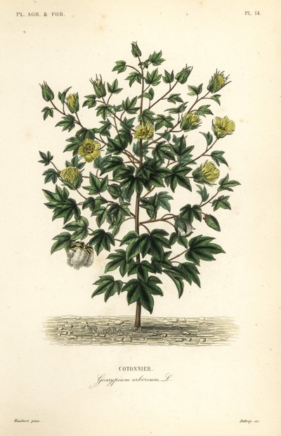 Boomkatoen, Gossypium arboreum door Unbekannt