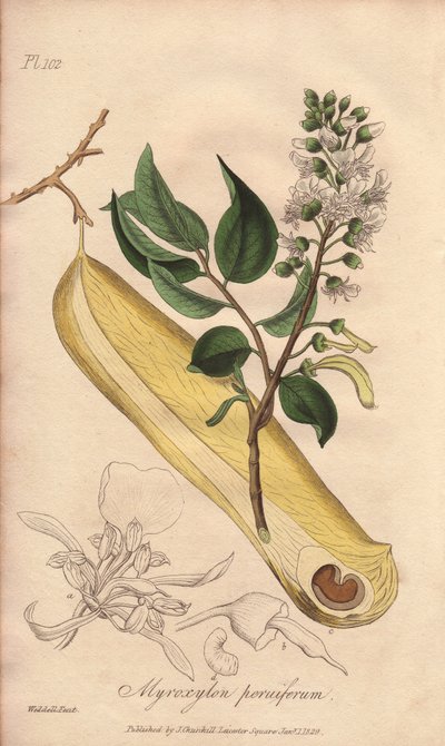 Koortsboom (Myroxylon peruiferum) - Sterk Water door William Clarke ter illustratie van 