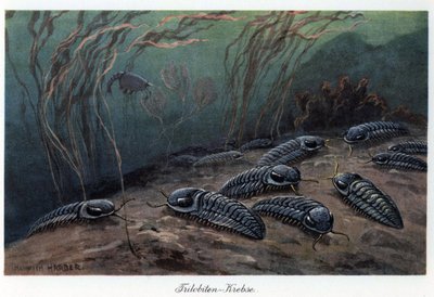Trilobieten (drie lobben), fossiele mariene geleedpotigen van de familie Trilobia, die leefden tijdens het Paleozoïcum (primaire tijdperk), van Cambrium tot Perm. Kleurillustratie door Heinrich Harder (1858-1935), in "Tiere der Urwelt" (Dieren van de Prehi door Unbekannter Künstler