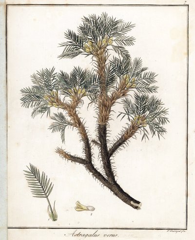 True Astragalus - Lithografie door F. Guimpel, uit medische botanie door Friedrich Gottlob Haynes (1763-1832), Berlijn door Unbekannter Künstler