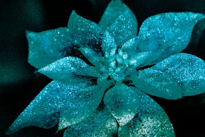 Turquoise Poinsettia voor mijn geliefde, 2017 door Unbekannter Künstler