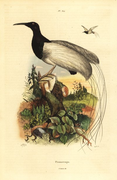 Twaalfdradige paradijsvogel, Seleucidis melanoleucus door Unbekannt