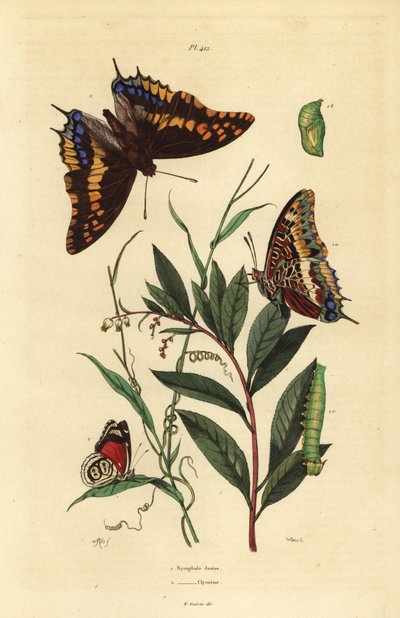 Tweestaartige pasha of voskeizer, Charaxes jasius, met pop en rups, en Cramer