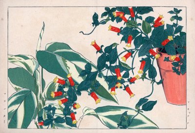 Tweekleurige manettie in pot en dicadame of kruid met pijlen. Vuurwerkklimplant, Manettia bicolor, in een bloempot en pijlwortel, Maranta arundinacea. Handgekleurde houtsnede uit Konan Tanigami