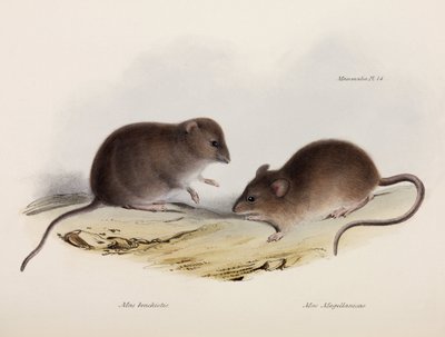 Twee soorten muis, Zuid-Amerika, ca. 1832-1836 door Unbekannt