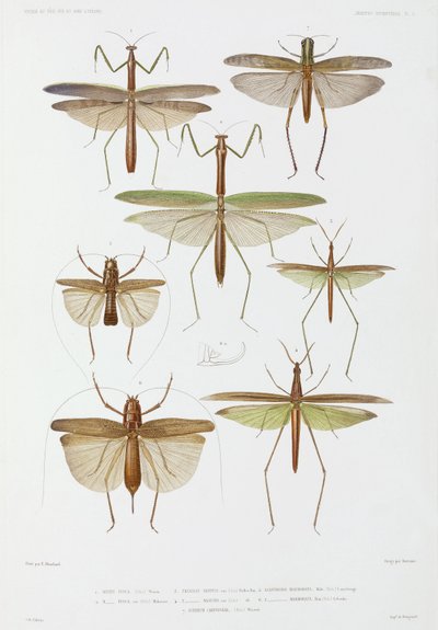 Soorten insecten, Australië en Indonesië door Unbekannter Künstler